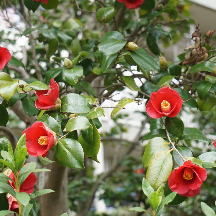 Japan camellia, Camellia Japanica image